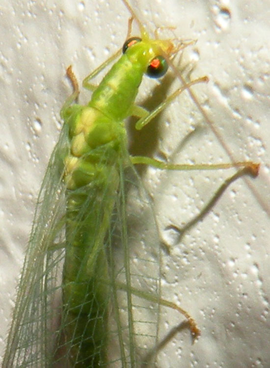 Chrysoperla sp.